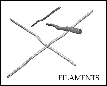 filaments